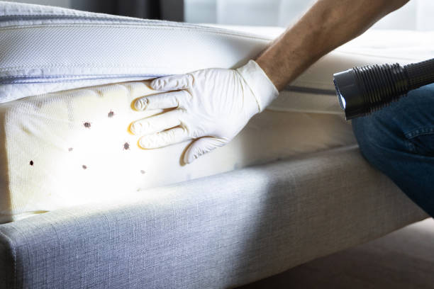 Best Flea Control Services  in Isla Vista, CA