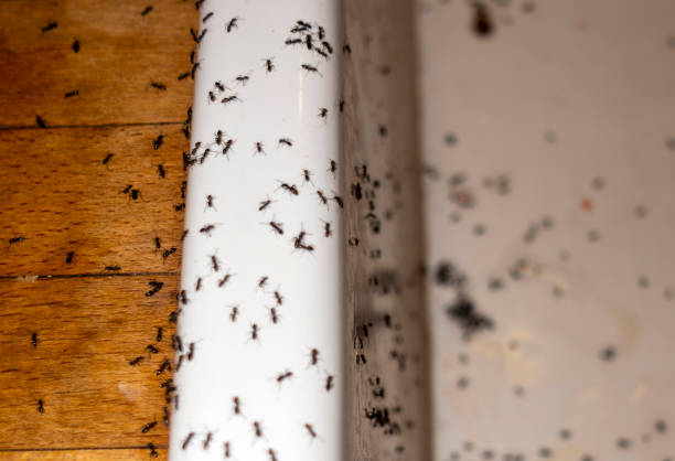 Best Flea Control Services  in Isla Vista, CA