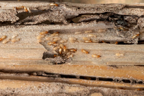 Best Pest Removal Services  in Isla Vista, CA