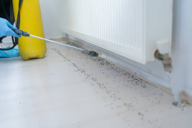 Wasp Removal Services in Isla Vista, CA