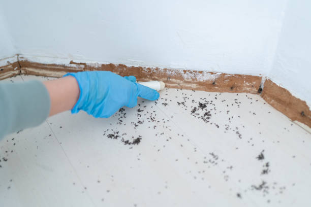 Best Affordable Pest Control Services  in Isla Vista, CA