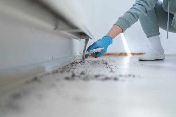 Pest Prevention Services in Isla Vista, CA